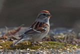 Bruant hudsonien - American tree Sparrow