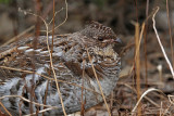 Gélinotte huppée - Ruffed Grouse