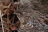 Gélinotte huppée - Ruffed Grouse