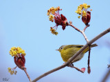 Paruline à joues grises - Nashville warbler