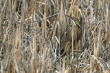 Butor dAmrique - American bittern