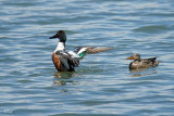 Canard souchet - Northern Shoveler