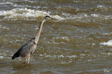 Grand Héron - Great blue heron