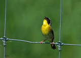 Paruline masquée - Common Yellowthroat
