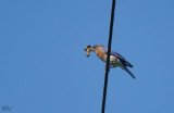 Merlebleu de lEst - Eastern bluebird