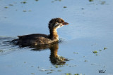 Jeune Grbe  bec bigarr - Young Pied-billed grebe