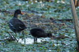 Gallinule dAmrique - Common Moorhen