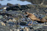 Pluvier semipalmé - Semipalmated plover