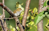 Paruline couronnée - Ovenbird