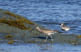 Courlis corlieu et pluvier argent - Whimbrel and Black-bellied Plover