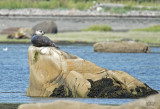 Phoque commun - Harbor seal