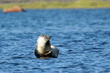 Phoque commun - Harbor seal