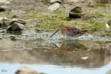 Bécassine de Wilson - Wilson's Snipe