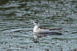 Phalarope à bec étroit - Red-necked Phalarope