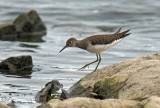 Chevalier solitaire - Solitary sandpiper