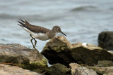 Chevalier solitaire - Solitary sandpiper