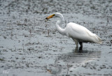 Grande aigrette - Great Egret