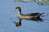 Canard branchu - Wood duck