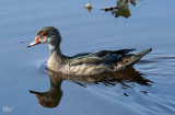Canard branchu - Wood duck