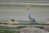 Grand Héron - Great blue heron