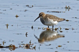 Bcasseau variable - Dunlin