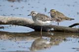 Pluviers argenté et bronzé - Black-bellied Plover and American Golden-Plover