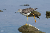 Grand chevalier - Greater Yellowlegs