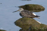 Grand chevalier - Greater Yellowlegs