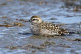 Pluvier bronz - American Golden-plover