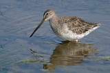 Bécassins à long bec - Long-billed Dowitcher