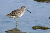 Bcassins  long bec - Long-billed Dowitcher