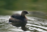 Grbe  bec bigarr - Pied-billed Grebe