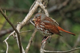 Bruant fauve - Fox Sparrow