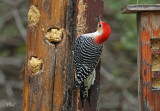 Pic  ventre roux - Red-bellied Woodpecker (Male)