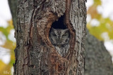 Petit-duc maculé - Eastern Screech-owl