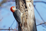 Pic à ventre roux - Red-bellied Woodpecker