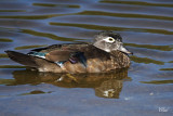 Canard branchu - Wood duck (Fem)