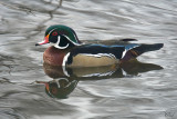 Canard branchu - Wood duck