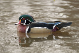 Canard branchu - Wood duck