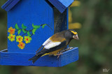 Gros-bec errant - Evening Grosbeak