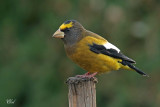 Gros-bec errant - Evening Grosbeak