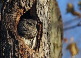 Petit-duc maculé - Eastern Screech-owl