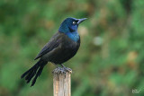 Quiscale bronzé - Common Grackle