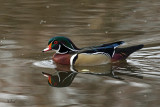 Canard branchu - Wood duck