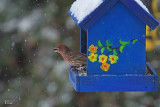 Roselin familier - House finch