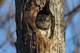 Petit-duc macul - Eastern Screech-owl