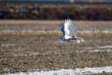 Harfang des neiges - Snowy Owl