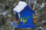 Cardinal rouge et roselin familier - Northern Cardinal and House Finch