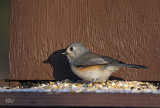 Msange bicolore - Tufted Titmouse