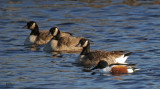 Canard souchet et bernaches - Northern shoveler and geese